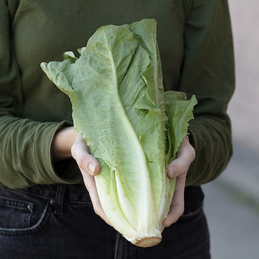 Hands holding vegetables