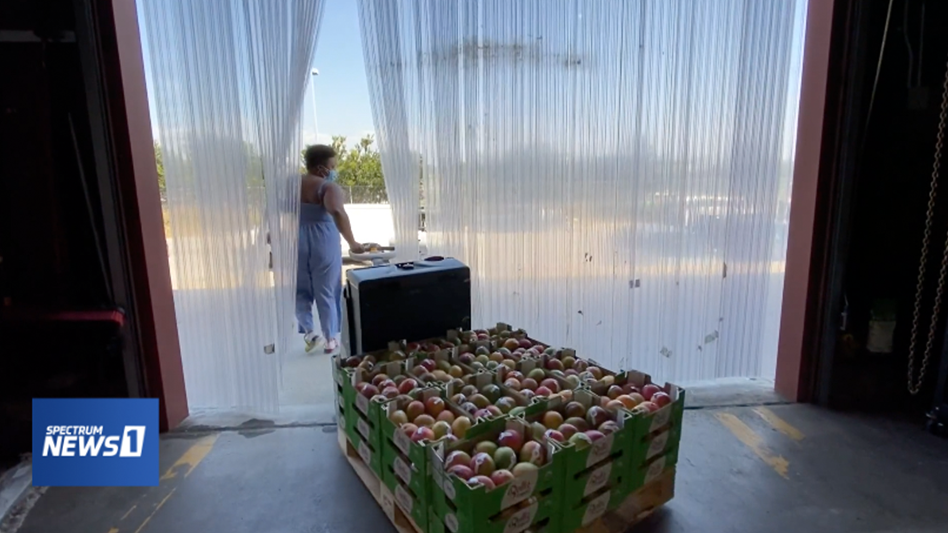 Person pulling palette of mangoes