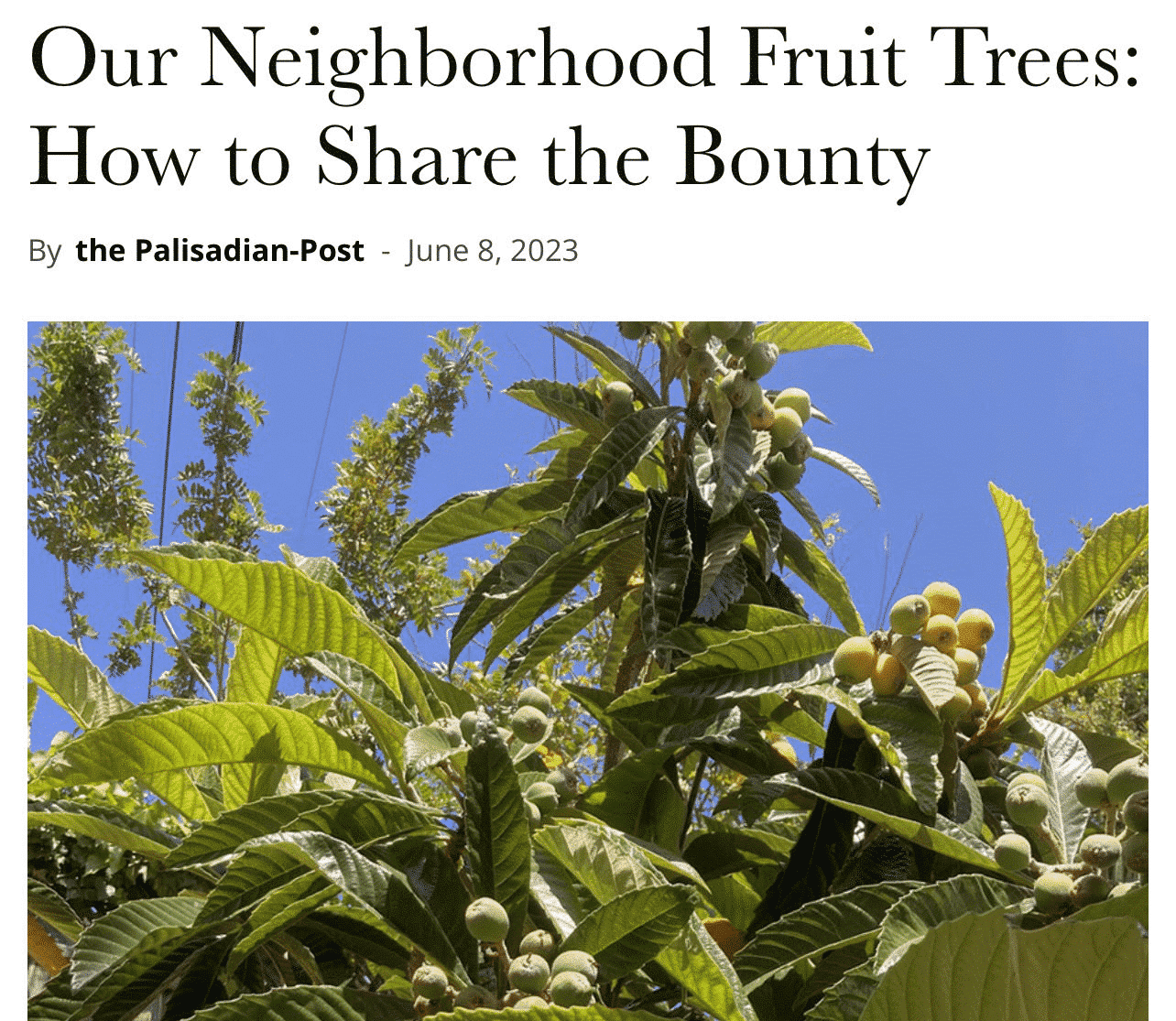 Photo of Loquat tree and text reading Our Neighborhood Fruit Trees: How to Share The Bounty