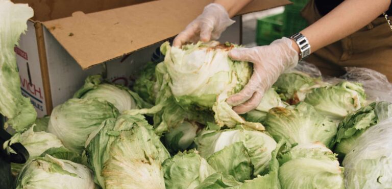 Iceberg lettuce and someone's hands sorting through it