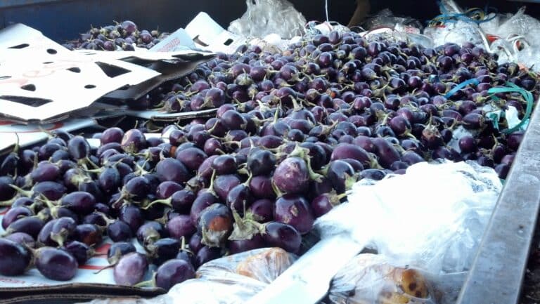 Eggplants in a dumpster