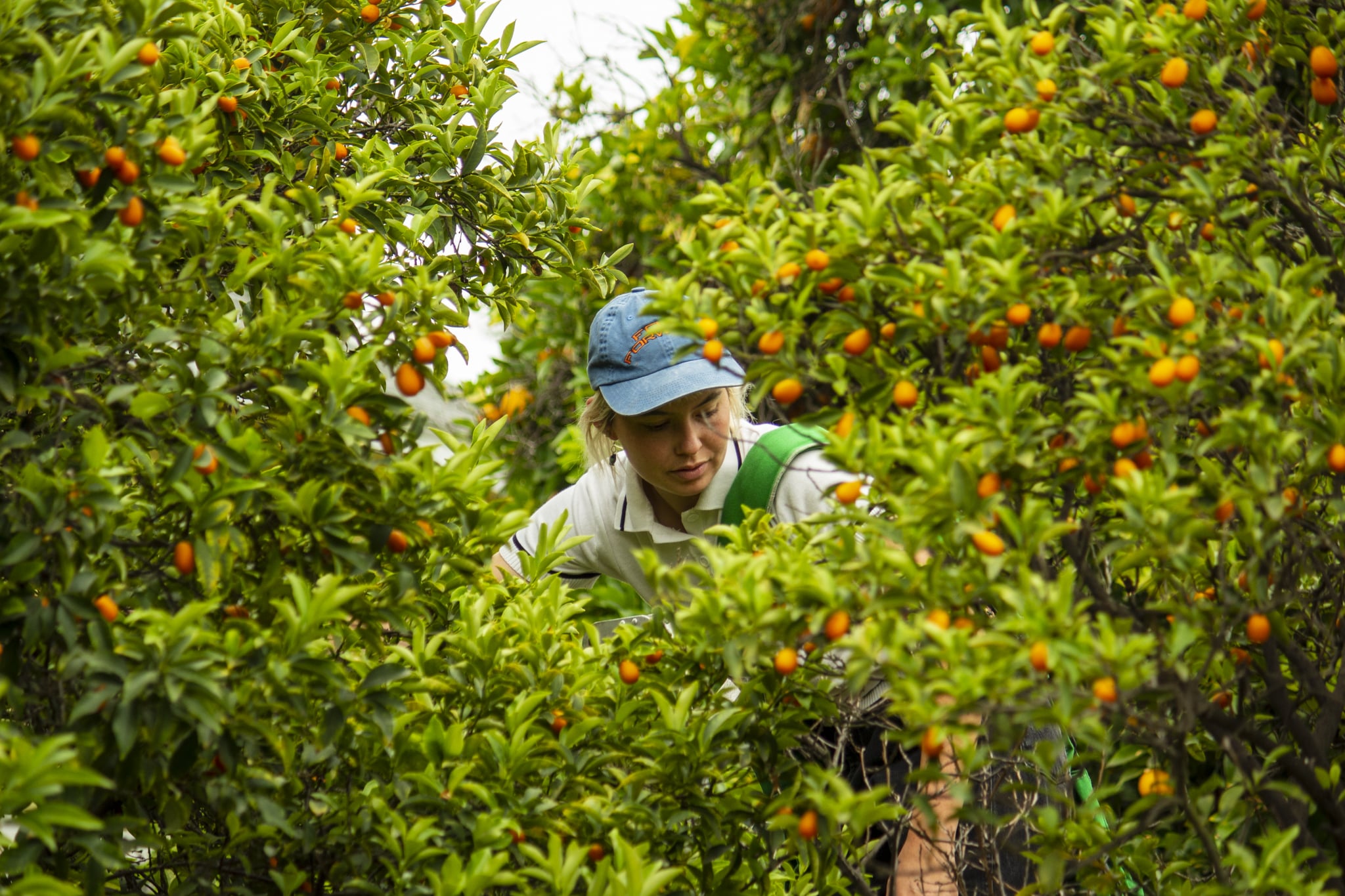 Person in Food Forward hat harvesting kumquats